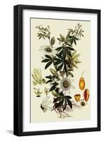 Passionflower-John Miller-Framed Giclee Print