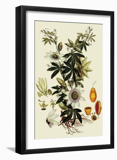 Passionflower-John Miller-Framed Giclee Print