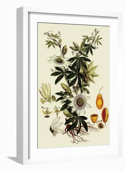 Passionflower-John Miller-Framed Giclee Print