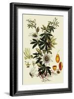 Passionflower-John Miller-Framed Giclee Print