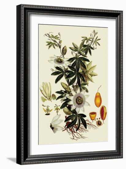 Passionflower-John Miller-Framed Giclee Print