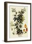 Passionflower-John Miller-Framed Premium Giclee Print