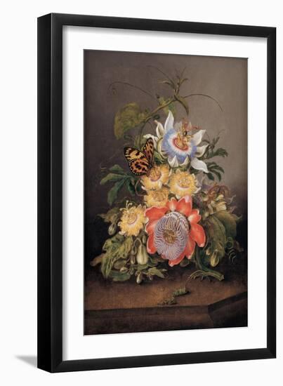 Passionflowers, 1812-Ferdinand Bauer-Framed Premium Giclee Print