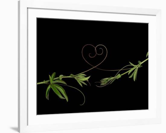 Passionvine Heart-Doris Mitsch-Framed Photographic Print