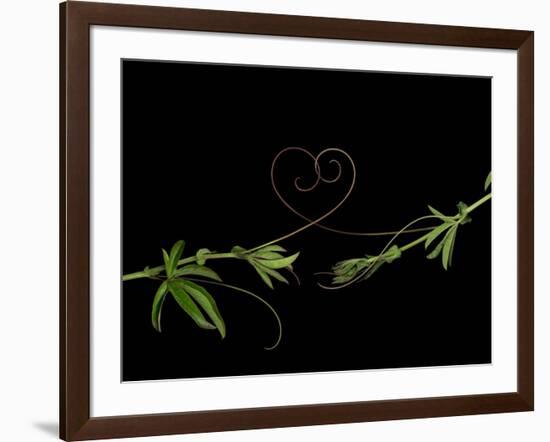 Passionvine Heart-Doris Mitsch-Framed Photographic Print