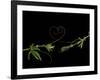 Passionvine Heart-Doris Mitsch-Framed Photographic Print