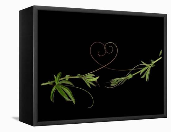 Passionvine Heart-Doris Mitsch-Framed Stretched Canvas