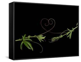 Passionvine Heart-Doris Mitsch-Framed Stretched Canvas