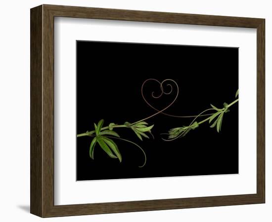 Passionvine Heart-Doris Mitsch-Framed Photographic Print