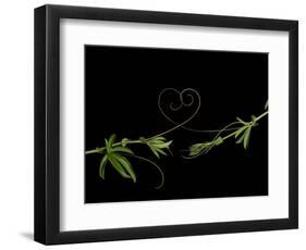 Passionvine Heart-Doris Mitsch-Framed Photographic Print