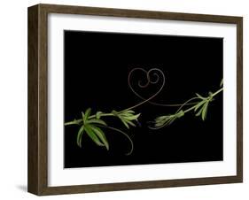 Passionvine Heart-Doris Mitsch-Framed Photographic Print