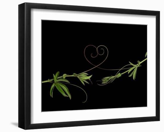 Passionvine Heart-Doris Mitsch-Framed Photographic Print