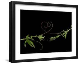 Passionvine Heart-Doris Mitsch-Framed Photographic Print