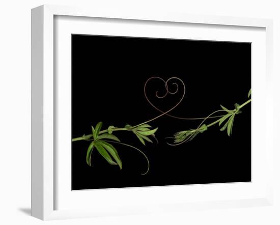 Passionvine Heart-Doris Mitsch-Framed Photographic Print