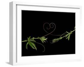 Passionvine Heart-Doris Mitsch-Framed Photographic Print