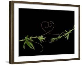 Passionvine Heart-Doris Mitsch-Framed Photographic Print