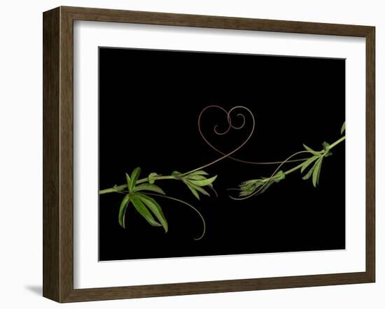 Passionvine Heart-Doris Mitsch-Framed Premium Photographic Print