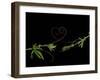 Passionvine Heart-Doris Mitsch-Framed Premium Photographic Print