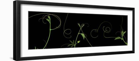 Passionvine Peace-Doris Mitsch-Framed Photographic Print