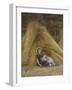 Past Work-Helen Allingham-Framed Giclee Print