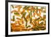 Pasta Boil-Steve Gadomski-Framed Photographic Print