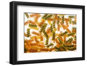 Pasta Boil-Steve Gadomski-Framed Photographic Print