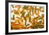 Pasta Boil-Steve Gadomski-Framed Photographic Print