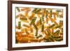 Pasta Boil-Steve Gadomski-Framed Photographic Print