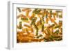 Pasta Boil-Steve Gadomski-Framed Photographic Print