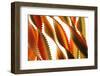 Pasta, close-up of multi-coloured Italian pasta twists-David Burton-Framed Photographic Print