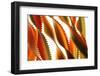 Pasta, close-up of multi-coloured Italian pasta twists-David Burton-Framed Photographic Print