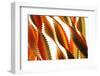 Pasta, close-up of multi-coloured Italian pasta twists-David Burton-Framed Photographic Print