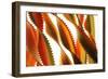 Pasta, close-up of multi-coloured Italian pasta twists-David Burton-Framed Photographic Print