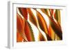 Pasta, close-up of multi-coloured Italian pasta twists-David Burton-Framed Photographic Print