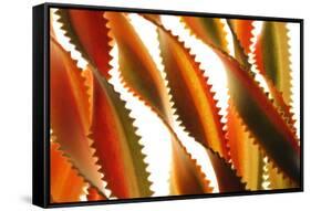 Pasta, close-up of multi-coloured Italian pasta twists-David Burton-Framed Stretched Canvas