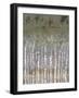 Pastel Birchline II-Jennifer Goldberger-Framed Art Print