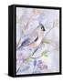 Pastel Birds 1-Marietta Cohen Art and Design-Framed Stretched Canvas