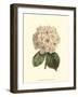 Pastel Blooms III-Samuel Curtis-Framed Art Print