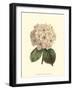 Pastel Blooms III-Samuel Curtis-Framed Art Print