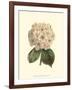 Pastel Blooms III-Samuel Curtis-Framed Art Print