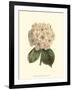 Pastel Blooms III-Samuel Curtis-Framed Art Print