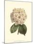 Pastel Blooms III-Samuel Curtis-Mounted Art Print