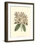 Pastel Blooms IV-Samuel Curtis-Framed Art Print