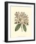 Pastel Blooms IV-Samuel Curtis-Framed Art Print