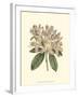 Pastel Blooms IV-Samuel Curtis-Framed Art Print