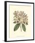 Pastel Blooms IV-Samuel Curtis-Framed Art Print