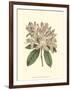 Pastel Blooms IV-Samuel Curtis-Framed Art Print