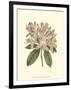 Pastel Blooms IV-Samuel Curtis-Framed Art Print