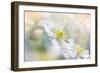 Pastel Haze-Jacky Parker-Framed Giclee Print