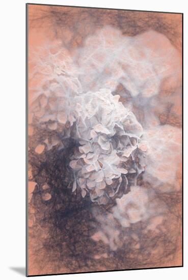 Pastel Hyrangeas, 2018-Helen White-Mounted Giclee Print